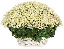 Цветочная композиция из Ромашки в корзине #REPLACE_PRED# Поселок дома отдыха Успенское